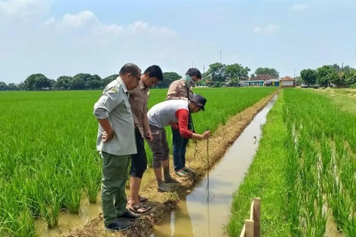 Penyuluh CSA mendampingi petani dalam praktik penerapan metode hemat air