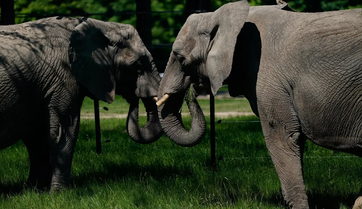 Gajah sirkus yang sudah pensiun terlihat di lingkungan mereka yang baru di Taman Safari Knuthenborg, Denmark, Sabtu (30/5/2020). Empat gajah itu dibeli pemerintah Denmark tahun lalu setelah dimulainya peraturan yang melindungi hewan liar dari bisnis pertunjukan. (Claus Bech/Ritzau Scanpix/AFP)