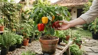 Cara Menanam Paprika dari Biji di Pot untuk Pekarangan Rumah agar Cepat Berbuah