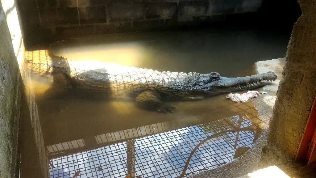 Buaya Senyulong di Penangkaran Buaya Dawuhan Kulon, Banyumas. (Foto: Liputan6.com/Muhamad Ridlo)