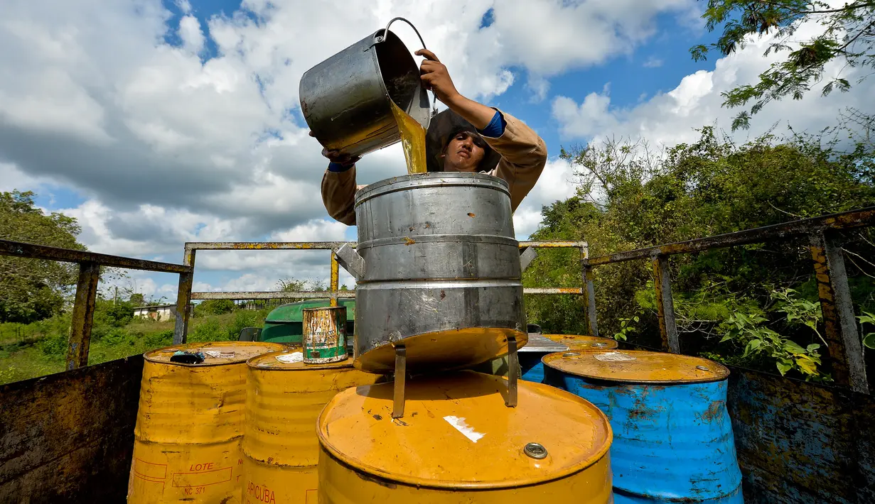 Peternak menuangkan madu ke dalam wadah di sebuah peternakan di Navajas, Matanzas, Kuba, 21 Maret 2019. Madu dari tempat ini menjadi dambaan dari pasar Eropa. (YAMIL LAGE/AFP)