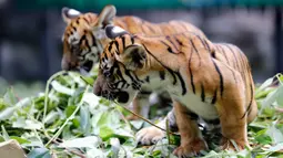 Dua ekor bayi kembar harimau China Selatan tampak sedang bermain di Taman Safari Chimelong di Guangzhou, ibu kota Provinsi Guangdong, China selatan, pada 28 September 2020. Keduanya, yang lahir pada 7 Juni, merayakan 100 hari kelahiran mereka pada Senin (28/9). (Xinhua/Huang Guobao)