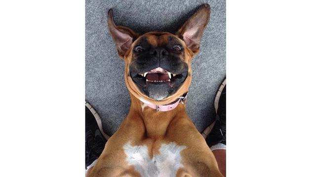 Potret 7 Hewan Selfie Ini Menggemaskan, Narsisnya Kebangetan