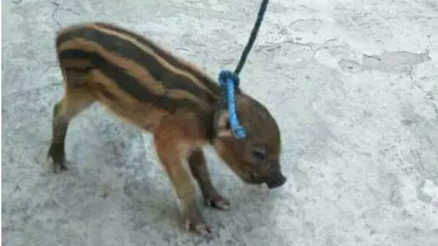 Heboh Babi Ngepet di Bulukumba