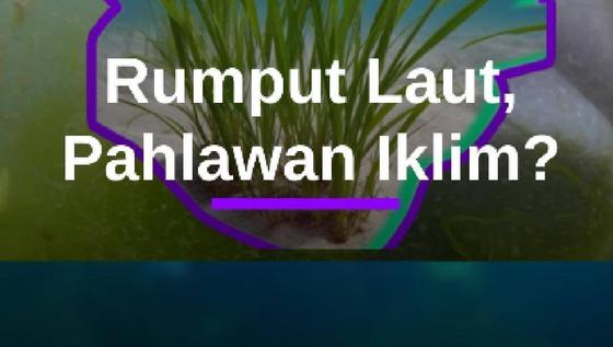 Peran Rumput Laut dalam Menyerap Karbon dan Ancaman yang Dihadapi #Merdekadotcom #Mdkdw26