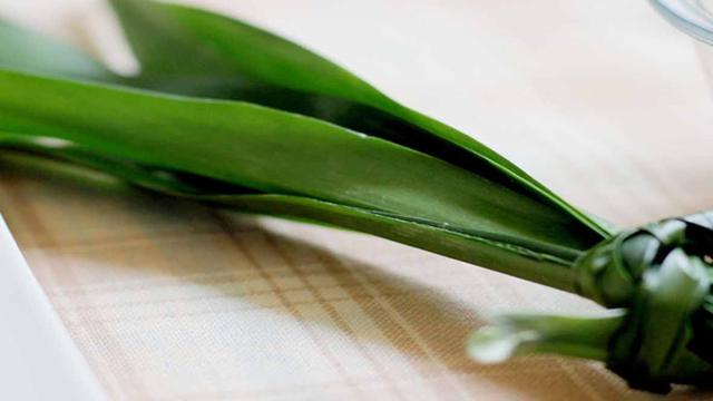 [Bintang] Tanaman Apotek Hidup