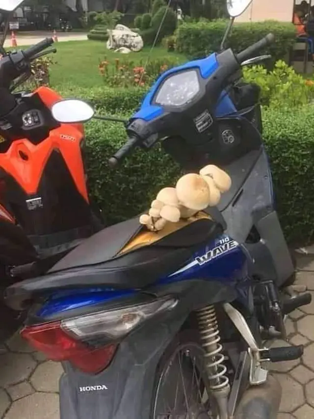 10 Motor Tak Pernah Dipakai Ini Bikin Geleng Kepala, Jadi Tempat Jamur
