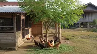 8 Pohon yang Cocok Ditanam Dekat Kandang Ayam Kampung, Bisa Jadi Pakan dan Bikin Hemat Biaya