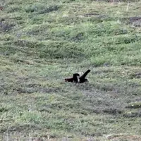 Seekor beruang grizzly kedapatan sedang bergembira berguling-guling menuruni sisi bukit, padahal ia termasuk hewan pemangsa utama.