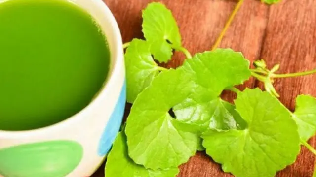 5 Manfaat Daun Pegagan Untuk Otak, Dapat Meningkatkan Daya Ingat