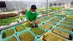 Petani merawat sayuran hidroponik pada areal bekas lapangan tenis di Greenville Farm, Tanjung Duren, Jakarta Barat, Senin (21/11/2022). Kebun hidroponik terbesar di Jakarta ini mampu menghasilkan sayuran rata-rata Rp 10 Kg/hari. (merdeka.com/Arie Basuki)
