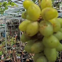 Petani yang tergabung dalam Komunitas Anggur Kebun Imut Sinakal memeriksa buah anggur di Kebun Imut Sinakal, Malakasari, Duren Sawit, Jakarta, Kamis (25/2/2021. Petani memakai sistem grafting dengan pemanfaatan madu sebagai Zat Perangsang Tanaman pertumbuhan akar. (Liputan6.com/Herman Zakharia)