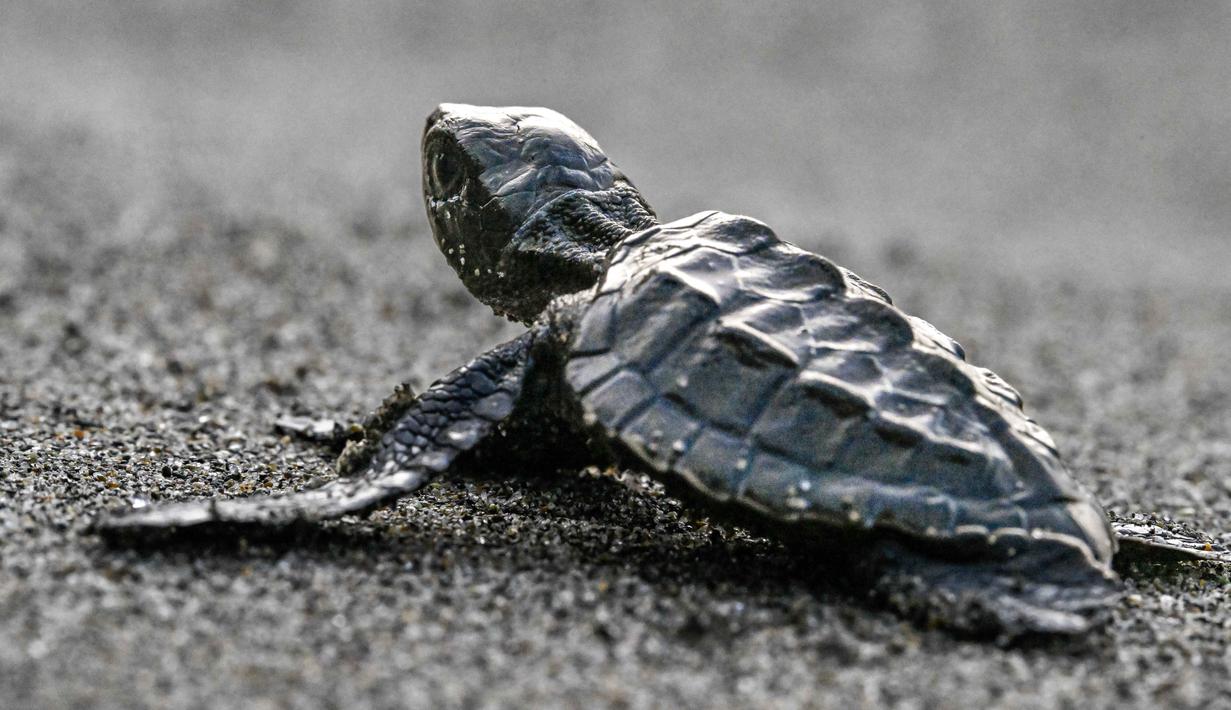 Sebagai informasi, tukik penyu zaitun merujuk pada anak penyu lekang (Olive Ridley Turtle), spesies penyu terkecil di Indonesia dengan cangkang hijau zaitun berbentuk hati. Tampak dalam foto, seekor tukik penyu zaitun (Olive Ridley) dilepasliarkan di sebuah pantai di Banda Aceh pada 14 April 2026. (CHAIDEER MAHYUDDIN/AFP)