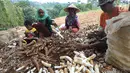 Sejumlah petani memanen singkong di kawasan Gunung Geulis, Bogor, Kamis (22/8/2019). Petani singkong mengeluhkan harga singkong sebagai bahan tapioka turun drastis di musim kemarau dari Rp 120 ribu/ pikul (70kg) menjadi Rp 60 ribu/pikul diduga akibat singkong yang melimpah. (merdeka.com/Arie Basuki)