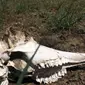 Ribuan Antelop saiga yang hidup di padang rumput terpencil di Kazakhstan mati secara massal (Joint saiga health monitoring team, Kazakhstan)