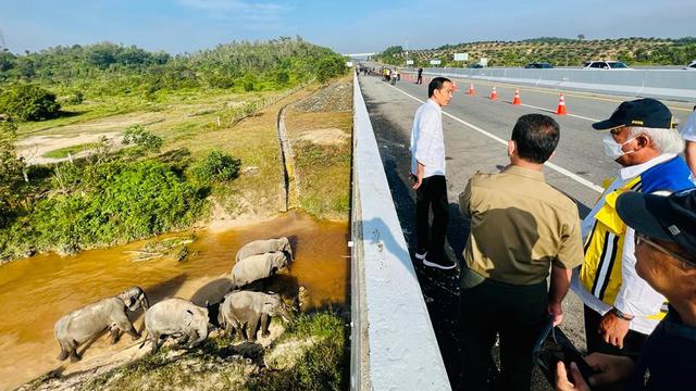 Presiden Jokowi melihat perlintasan gajah di KM 12 ruas Tol Pekanbaru-Dumai