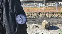 Bom peninggalan Perang Dunia II ditemukan di jalur kereta menuju Stasiun Gare du Nord, Paris, pada Jumat (7/3) malam. (AP)