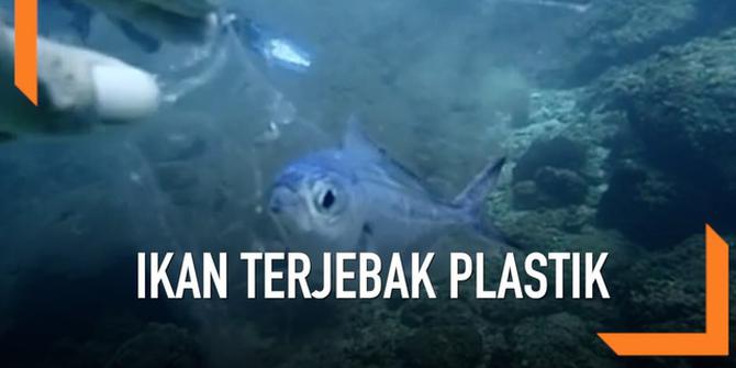 VIDEO: Ikan di Laut Terjebak dalam Kantong Plastik