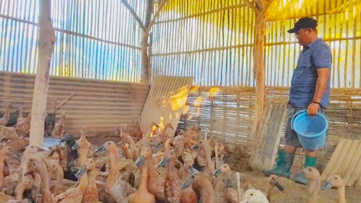 Panduan Ternak Bebek Petelur 10 Ekor untuk Pemula, Modal Kecil Hasil Menjanjikan