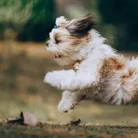 Ilustrasi Mimpi Anjing Credit: pexels.com/Helena