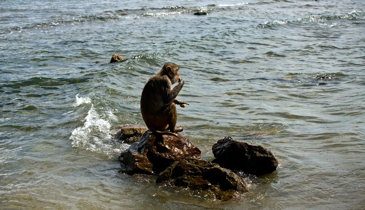 Seekor monyet makan di atas batu pantai Cayo Santiago, yang dikenal sebagai Pulau Monyet, di Puerto Rico, 4 Oktober 2017. Setelah puluhan tahun berada di tempat tersebut, populasi monyet di Cayo Santiago meningkat menjadi ribuan. (AP/Ramon Espinosa)
