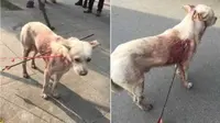 Gempar Anjing Tertusuk Panah Berjalan di Keramaian