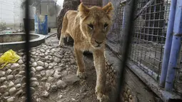 Seekor singa yang kekurangan gizi saat akan dievakuasi dari kebun binatang di Rafah, Jalur Gaza, Palestina, Minggu (7/4). Puluhan hewan dari kebun binatang di Gaza dievakuasi dalam kondisi 'menyedihkan'. (SAID KHATIB/AFP)