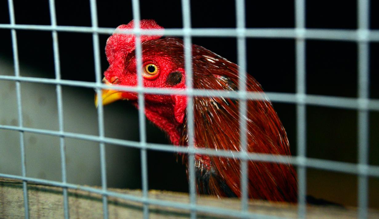 Seekor ayam berada di kandang saat akan mengikuti sabung ayam di Kota Najaf, Irak, Sabtu (26/1). Ayam yang dipertandingkan mendapat perawatan khusus seperti diberi makan daging, telur, dan kulit sayur. (Haidar HAMDANI/AFP)