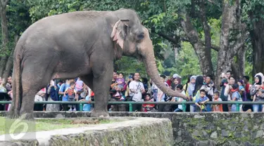 Sejumlah Warga melihat gajah di Taman Margasatwa Ragunan, Jakarta Selatan, Senin (24/4). Manfaatkan libur Isra Mi'raj, warga ajak keluarga liburan di Taman Margasatwa Ragunan. (Liputan6.com/Yoppy Renato)