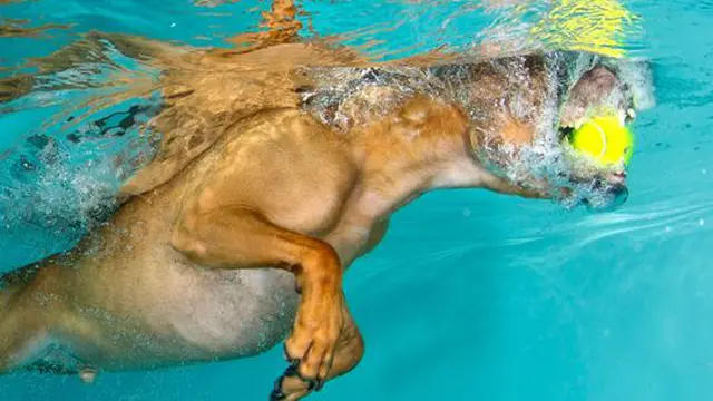 Ekspresi Wajah Anjing (Lucy Ray)