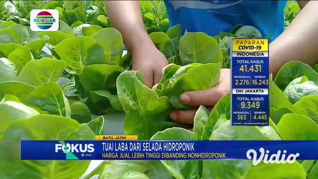 Video Mendulang Untung Dari Bisnis Selada Hidroponik Surabaya