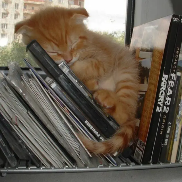 Kucing Tidur