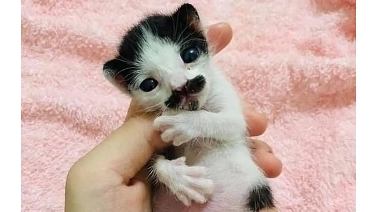 6 Potret Kucing Bak Punya Kumis Ini Curi Perhatian, Bikin Gemas