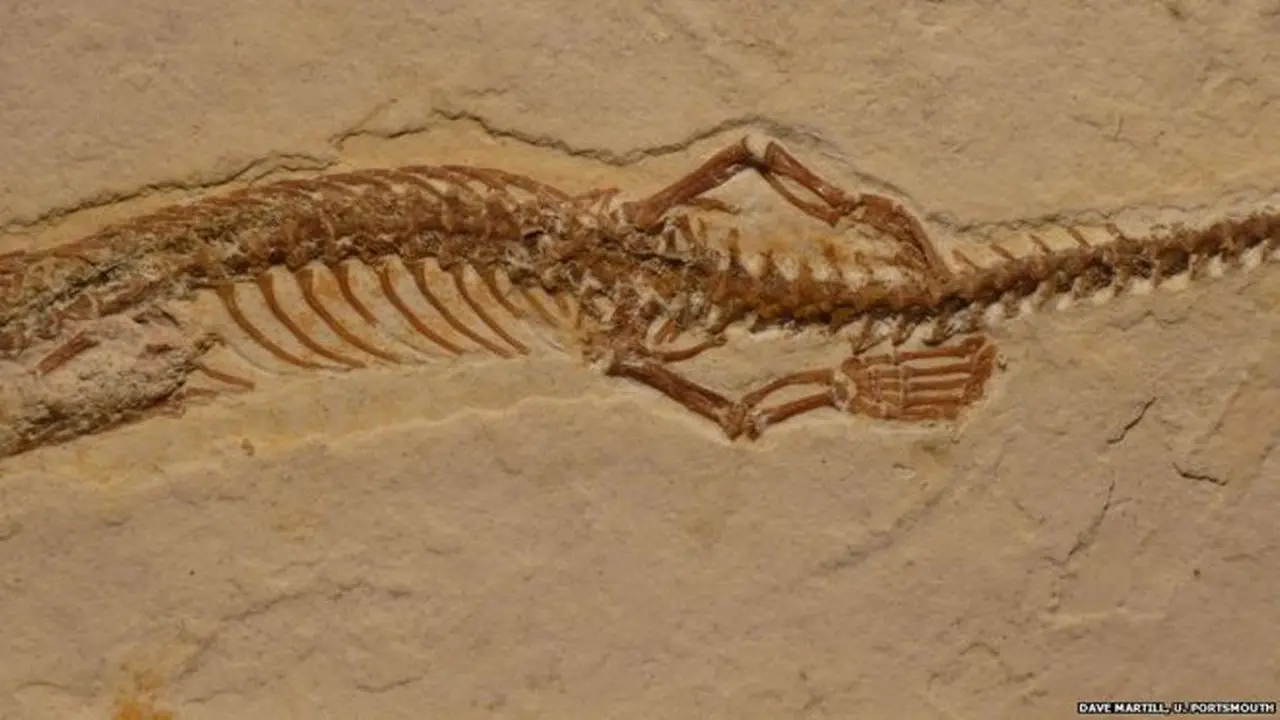 Fosil Tetrapodophis amplectus berusia 113 juta tahun