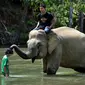 Gajah betina Sumatra menyentuh pengunjung saat mandi di sungai di Conservation Respons Unit (CRU) Sampoiniet, Aceh, Minggu (7/6/2020). Memasuki masa new normal pencegahan COVID-19, CRU Sampoiniet kembali membuka wisata konservasi meski membatasi jumlah kunjungan wisatawan. (CHAIDEER MAHYUDDIN/AFP)