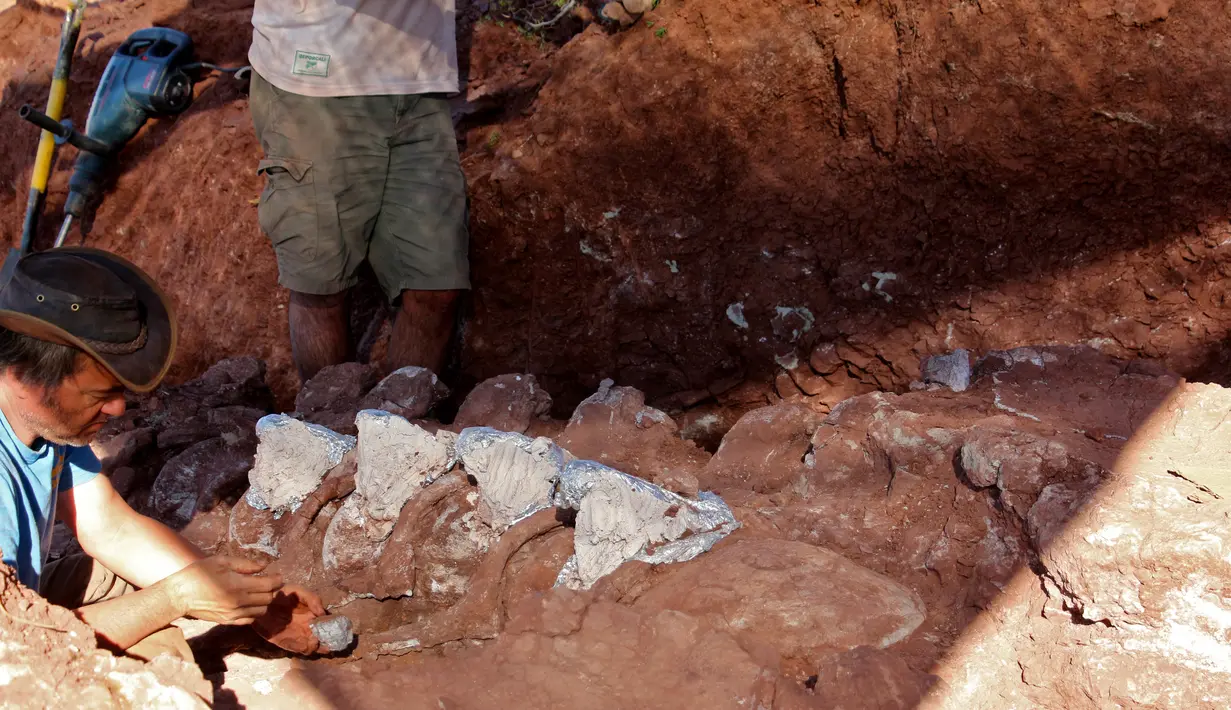 Gambar yang dirilis pada 20 Januari 2021 menunjukkan ahli paleontologi selama penggalian di mana fosil berusia 98 juta tahun ditemukan di barat daya Argentina. Temuan itu membuat para ilmuwan percaya bahwa fosil kali ini adalah spesies berbeda dan lebih besar. (JOSE LUIS CARBALLIDO/CTyS-UNLaM/AFP)