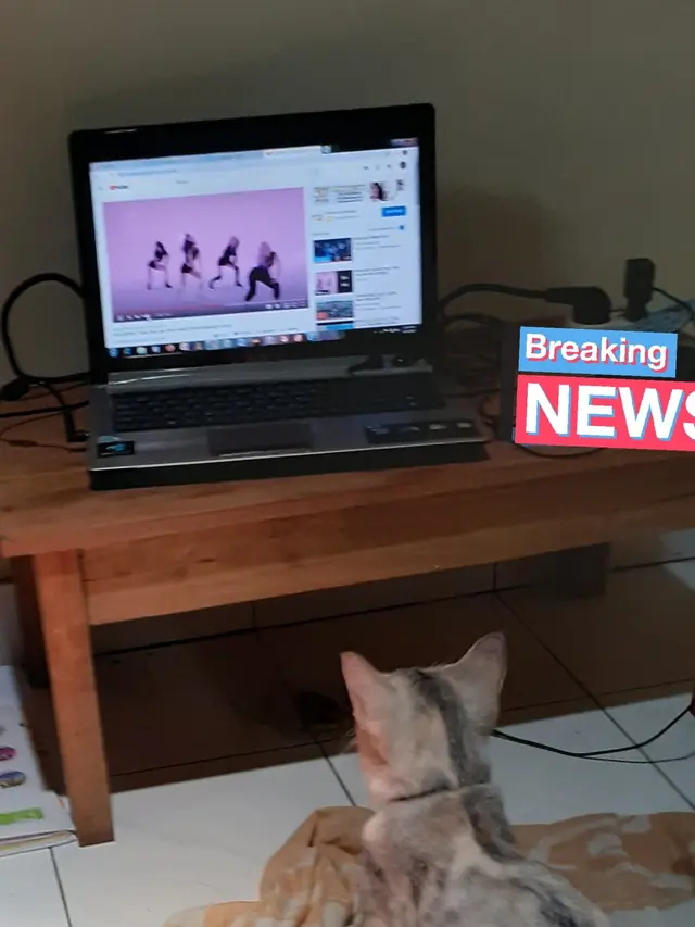 Kucing menonton televisi