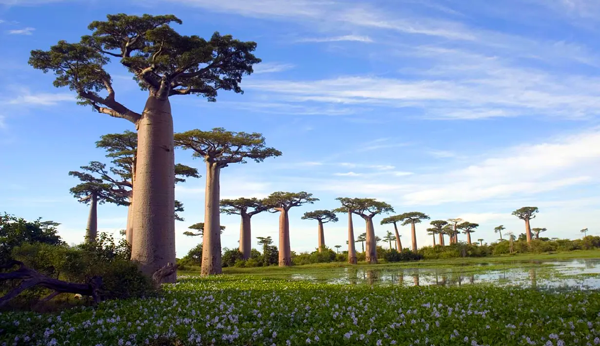 Adansonia digitata atau lebih dikenal dengan nama pohon Baobab dapat ditemukan di Madagaskar, Afrika, dan Australia. Pohon yang sering dijuluki sebagai pohon botol ini memiliki masa hidup hingga lebih dari 1.000 tahun. (superfoodsandsupershakes.com)
