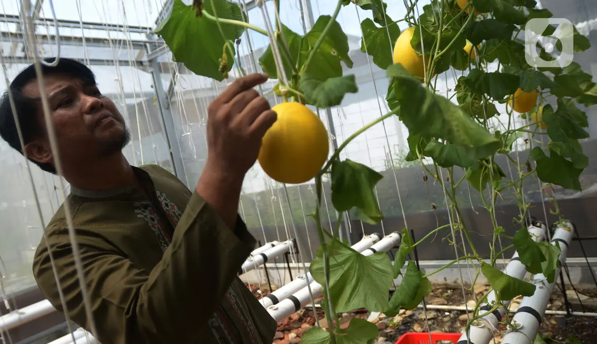 Seorang petani kota memanen buah Melon Golden di kawasan  pemukiman  pemulung, Jakarta, Jumat (18/11/2022). Penanaman buah melon dengan sistem hidroponik  mampu memanen  buah melon sebanyak 160 buah dengan masing-masing berat per buahnya antara 1 hingga 1,5 kilogram di lahan urban farming sempit. (merdeka.com/Imam Buhori)