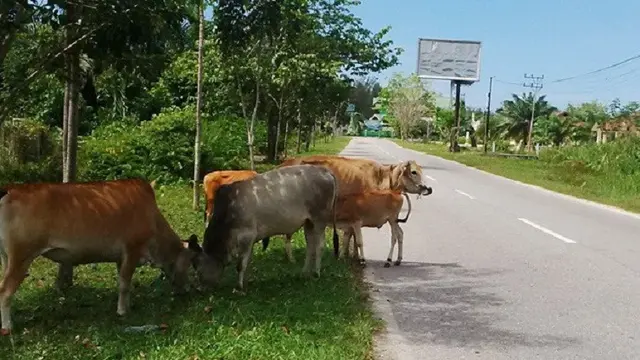 Sapi di Jambi