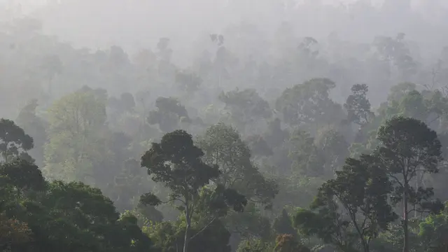 Landscape Hutan Harapan