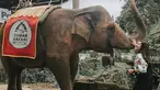 Pemilik nama lengkap Jessica Mila Agnesia memang terkenal sebagai sosok penyayang binatang. Ia beberapa kali sampaikan dukungan untuk melindungi hewan langka. Kecintaannya terhadap hewan terlihat saat antusias bertemu dengan gajah di Royal Safari Garden. (Liputan6.com/IG/@jscmila)