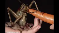 Weta raksasa, serangga yang ditemukan di dataran New Zealand merupakan serangga terbesar di dunia.