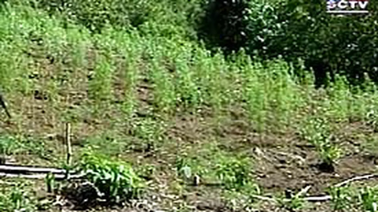 090703aGanja_GAM1.jpg