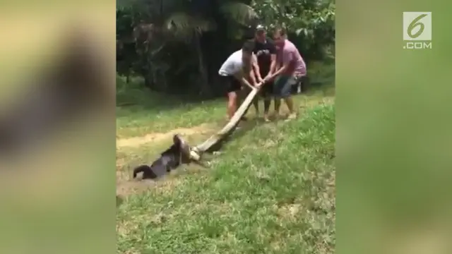 Rekaman penyelamatan seekor anjing yang dililit seekor anakonda.