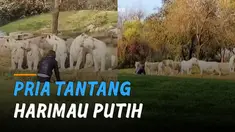 Sebuah rekaman memperlihatkan seorang pria berdiri di depan 11 harimau. Kejadian itu terjadi di Beijing Wildlife Park, China.