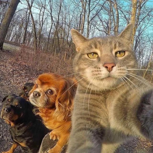 Selfie Kucing Bareng Anjing