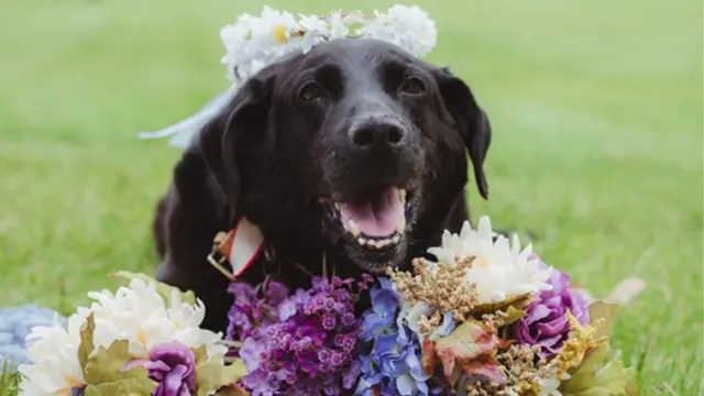 Haru, Kisah Anjing Sekarat yang Rela Datang ke Pernikahan Pemilik