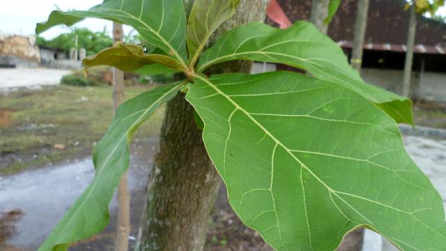 [Bintang] Selain ke Dokter, Pakai 5 Bahan Alami Ini untuk Obati Cacar Air