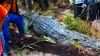 Buaya pemangsa nelayan yang ditangkap warga Kabupaten Siak setelah memakan nelayan asal Kabupaten Kepulauan Meranti. (Liputan6.com/M Syukur)